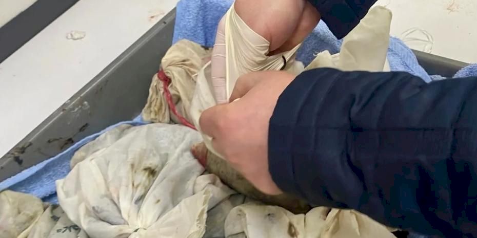 İstanbul Havalimanı’nda kaçak sülük operasyonu... 90 bin canlı tıbbi sülük ele geçirildi