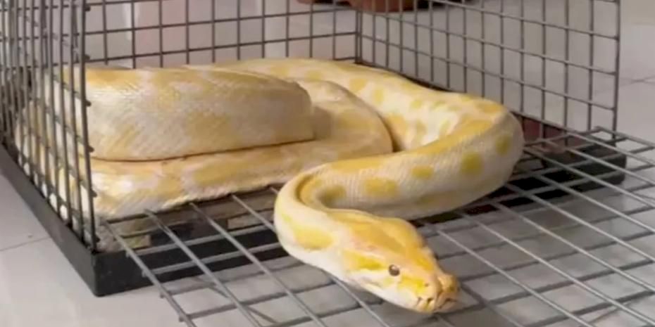 Denizli'de AVM'de sergilenen pitona el konuldu