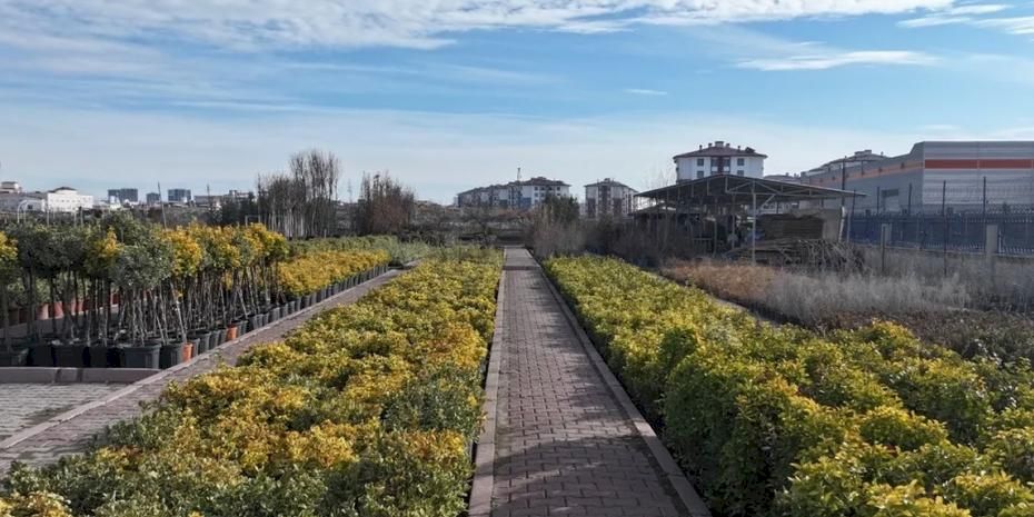 En büyük lojistik üssü fidanlığı Kayseri Kocasinan'da