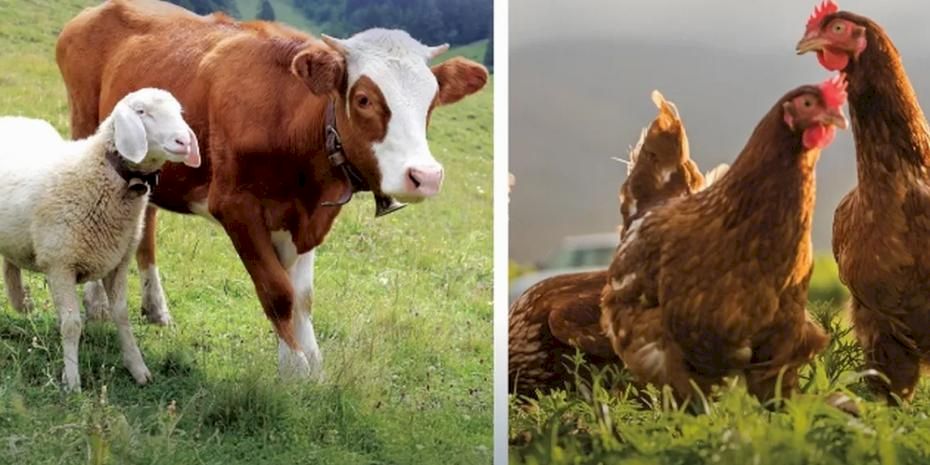 Hayvansal üretimde yükseliş... Sığırdan bala kadar artış var