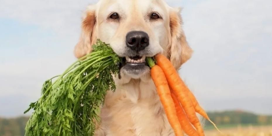 Araştırmalar: Köpeklerin beslenme alışkanlığını değiştirmek, gezegen için insanlarınkine göre daha büyük etki oluşturabilir