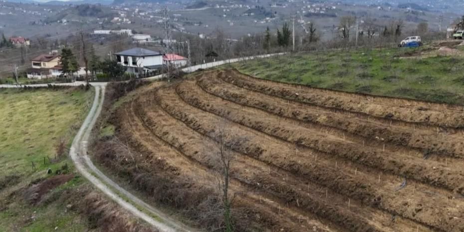 Ordu’da fındıkta verim artışı için yeni uygulama