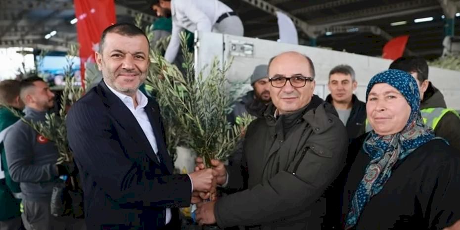 Üreticiye 84 bin sertifikalı zeytin fidanı