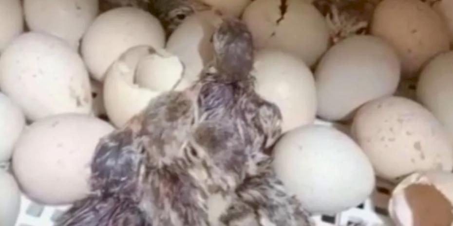 Kırılan her kabuk doğaya nefes oluyor