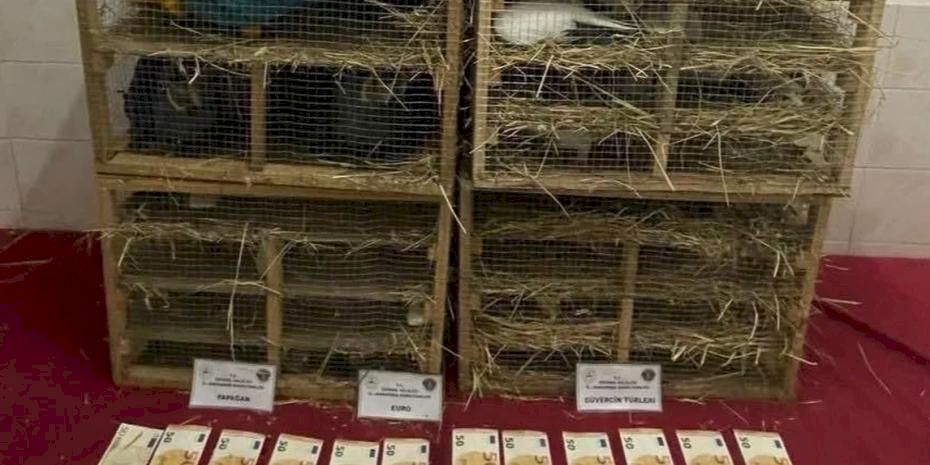 2025'te kaçak canlı hayvan ticareti darbe yedi... 85 bin 342 hayvan ele geçirildi