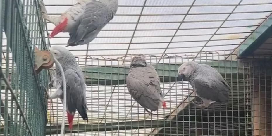 İstanbul'da kaçak yaban hayvanı operasyonu... 20 Afrika gri papağanına el konuldu