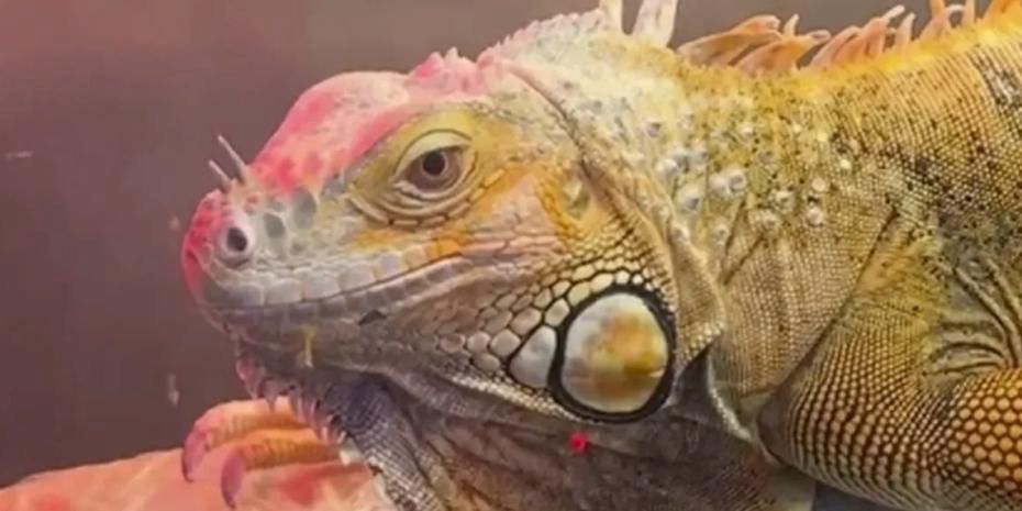 Samsun’da CITES operasyonu... 3 egzotik hayvana el konuldu