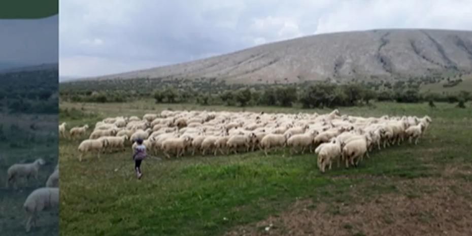 Kırsalda Bereket Projesi hazırlığı... 150 bin küçükbaş dağıtılacak