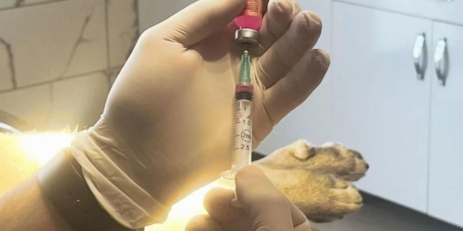 İstanbul Valiliği: Kentte son kuduz vakası 19 yıl önce görüldü