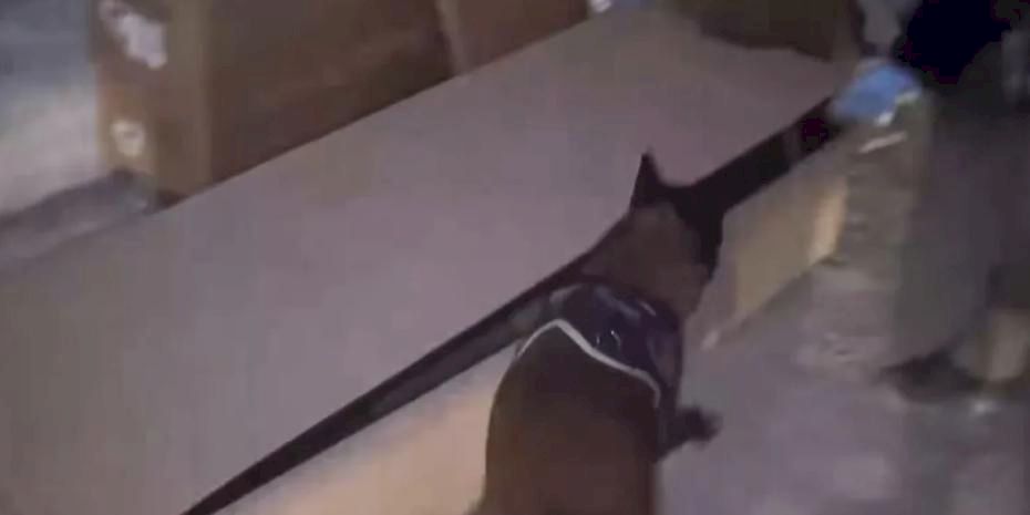 İstanbul'da hassas burun 'Leydi' operasyonda