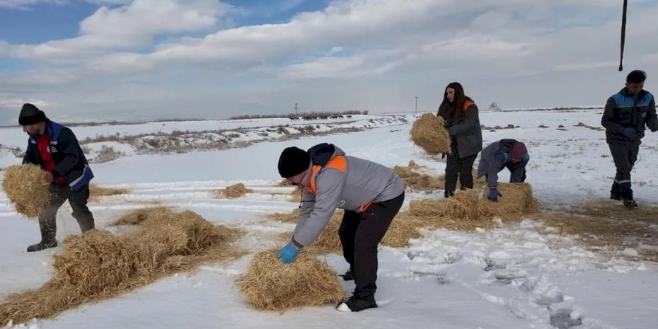 Kayseri Büyükşehir'den dilsiz dostlara merhamet eli