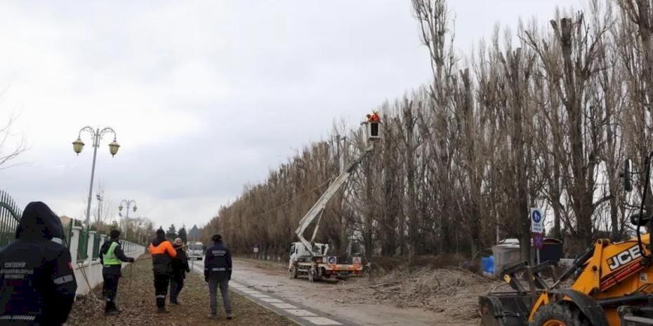 Ekolojik ömrünü tamamlayan kavaklar yerini çınarlara bırakıyor