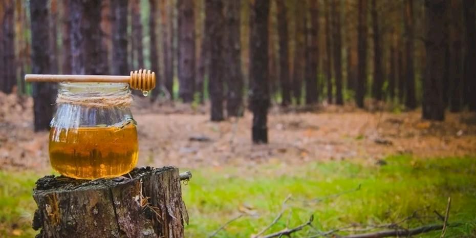 Türk çam balı için Ar-Ge atağı