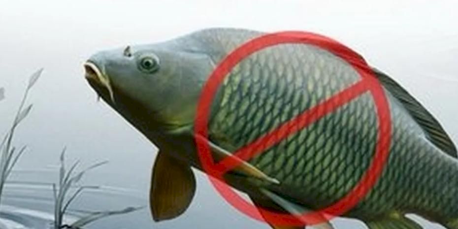 Adana’da sazangillerin avcılığına 31 Mayıs'a yasak!