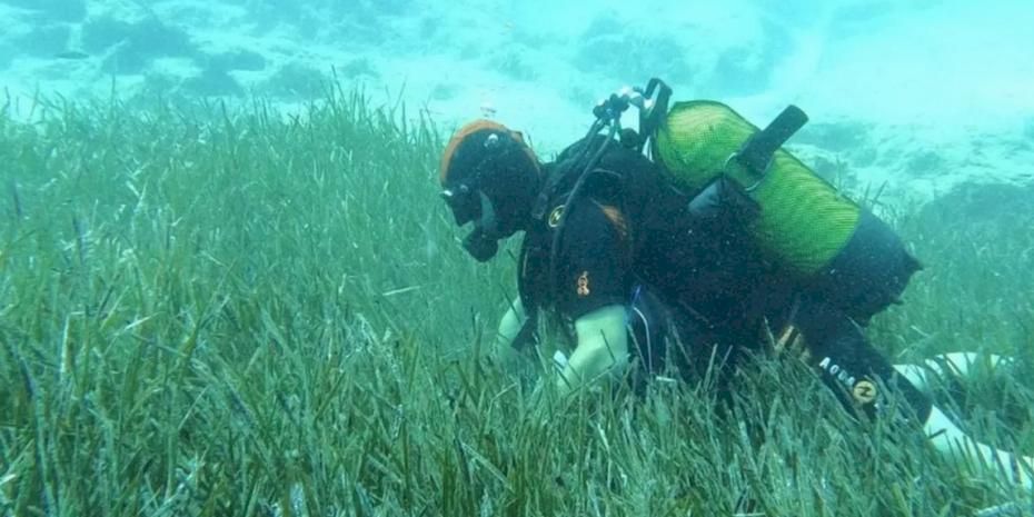 Garanti BBVA ve TURMEPA’dan Deniz Çayırlarına Mavi Nefes