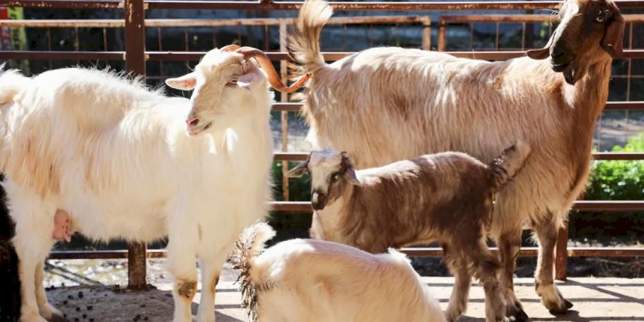 Antalya'da ücretsiz parazit uygulaması üreticinin yüzünü güldürdü