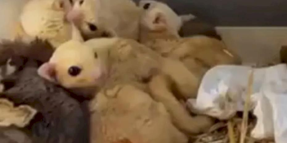 Isparta’da yasa dışı 35 hayvana el konuldu