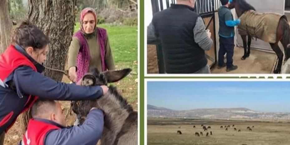 Afrika at vebası için ülke genelinde tarama başlatıldı