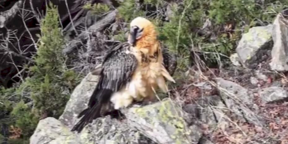 Artvin'de yaralı sakallı akbaba yeniden doğaya döndü
