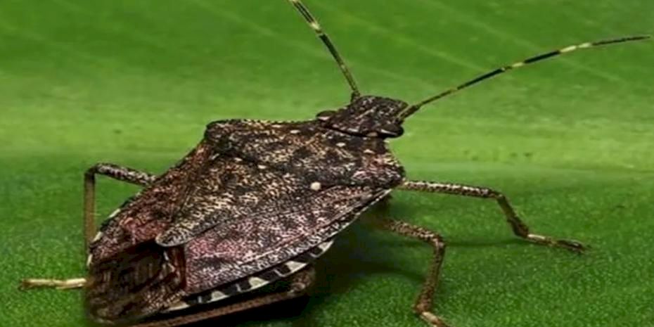 Bu böceği gördüğünüz yerde imha edin!