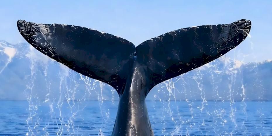 Türkiye, Uluslararası Balinacılık Komisyonu'nda