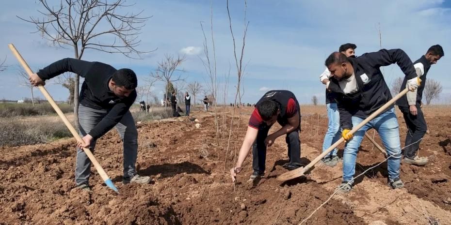 20 bin çınar Şanlıurfa için hazırlanıyor