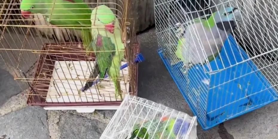 Eminönü’nde petshop denetimi... 39 papağan koruma altında