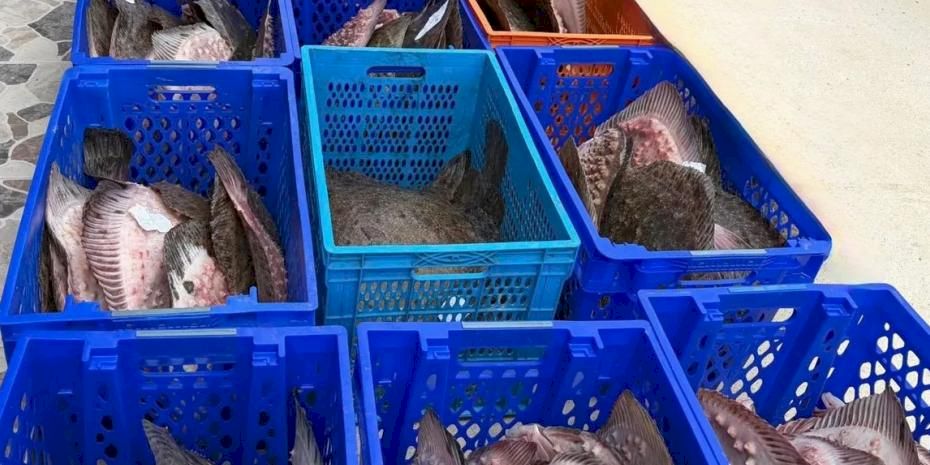 Yasadışı kalkan avcılığına müdahale! 169 balık Darülaceze'ye teslim edildi