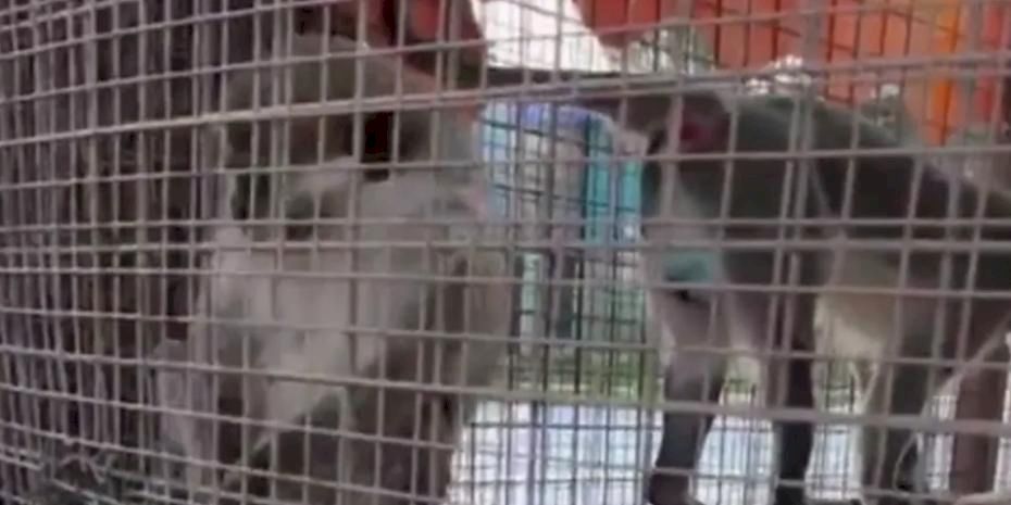 Denizli’de üç örümcek maymunu koruma altında