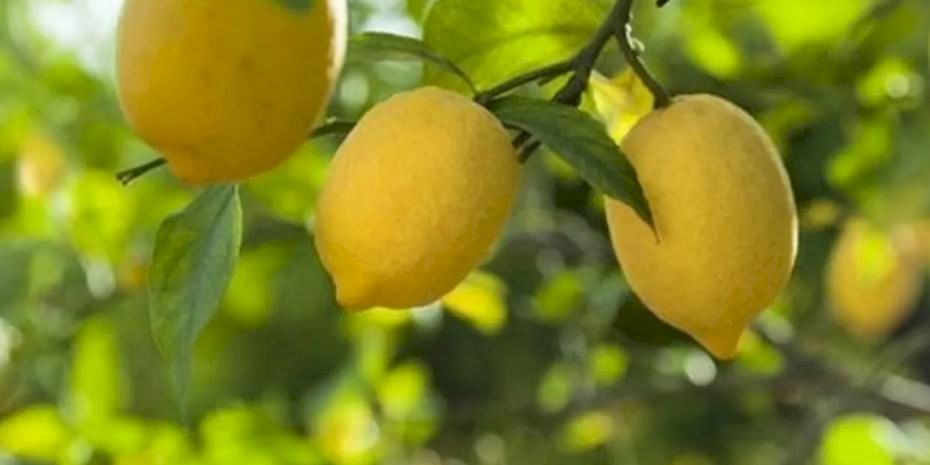 Limon ithalatına kapı açıldı! Limonda 'gümrük' yüzde 10'a düşürüldü