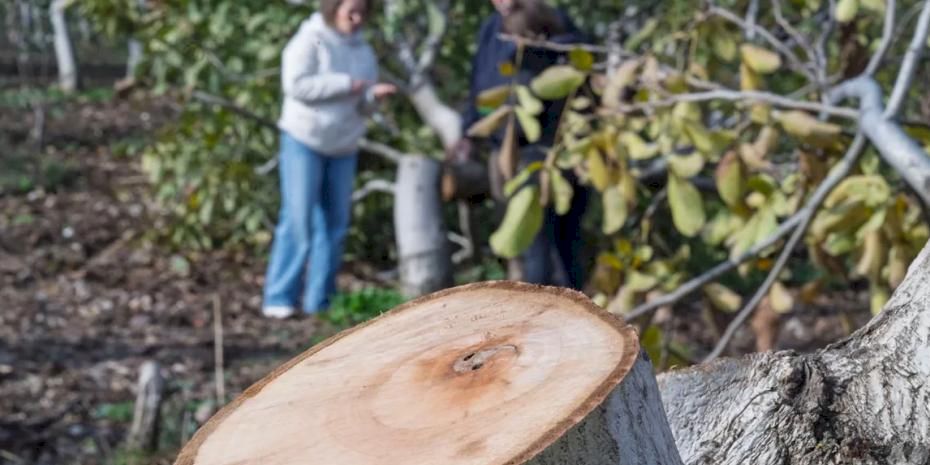 İzmir'de kesilen cevizlerin yerine umut filizlendi