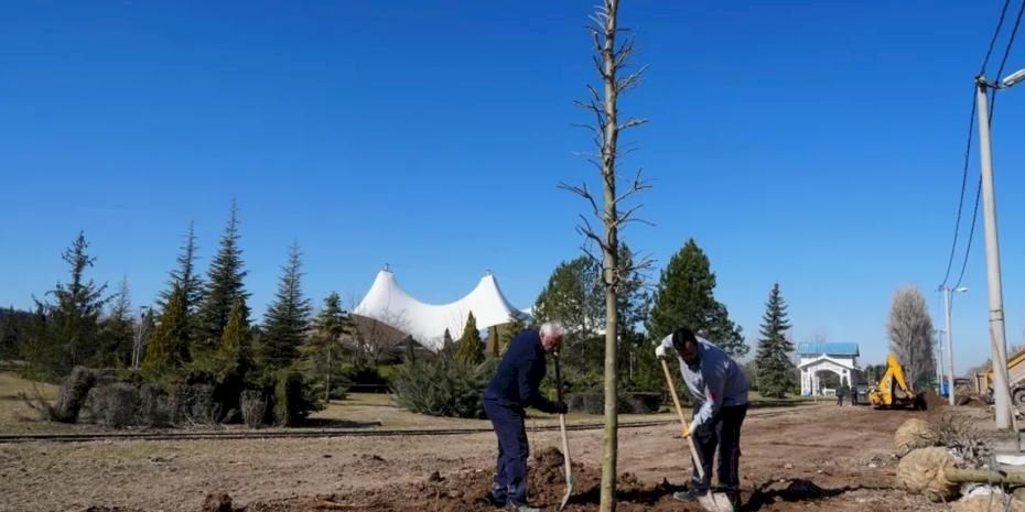 Eskişehir Sazova Parkı’nda kavakların yerini çınarlar alıyor