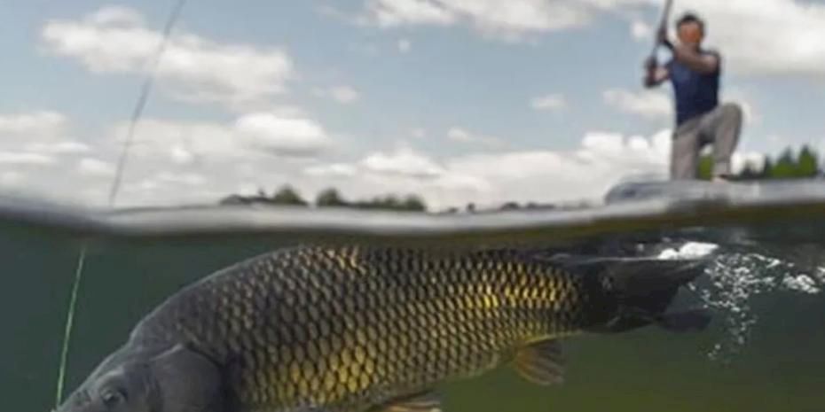 İç sularda sazangiller için av yasağı başladı