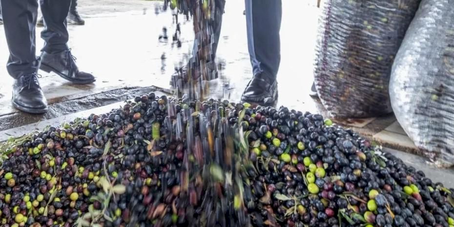 İzmir zeytini için dev adım... Zeytin ve zeytinyağı markalaşma yolunda