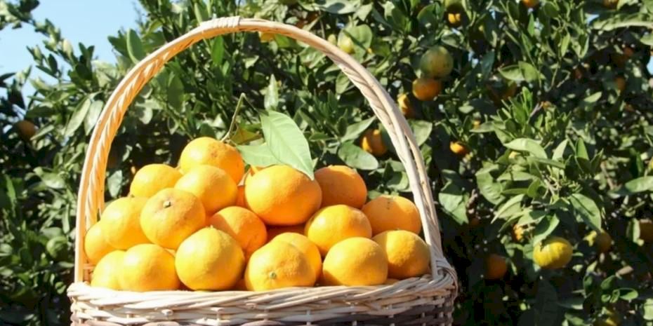 Tarım ürünleri üretici fiyatları yıllık yüzde 40,1 arttı... Aylıkta en yüksek artış turunçgillerde