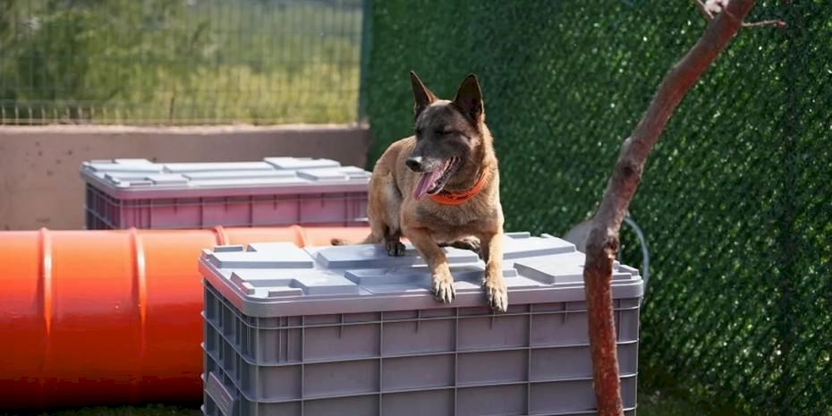 Arama kurtarma köpekleri afetlerin umut ışığı