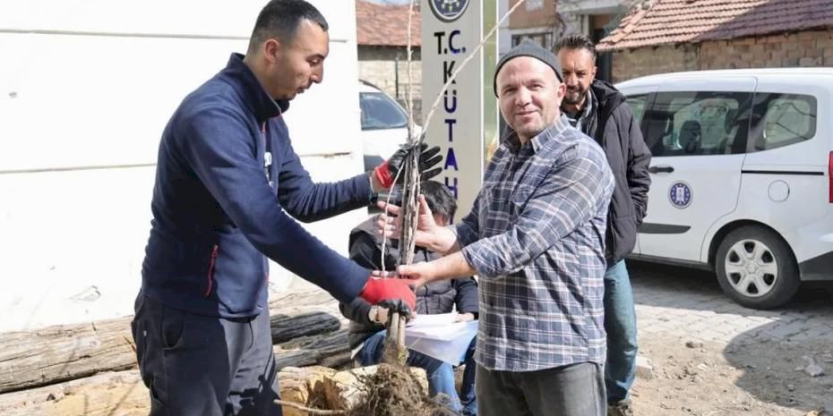 Kütahya’da yerel kiraz türleri toprakla buluşacak