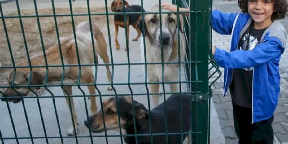 Sokak hayvanları için örnek işbirliği