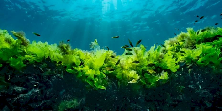 Prof. Dr. Sarı: Suya şaşı bakmayalım