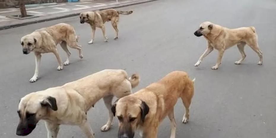 Yozgat’ta sahipli hayvanlara mikroçip zorunluluğu başladı