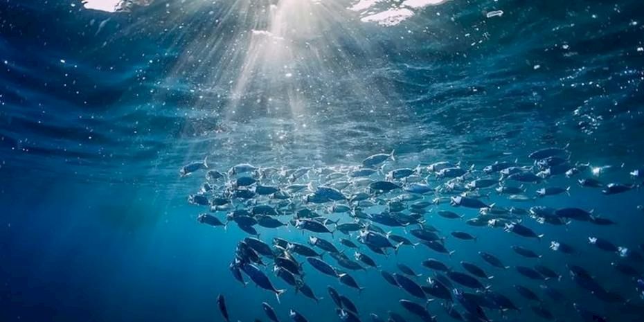 Türkiye o komisyonda gözlemci ülke oldu