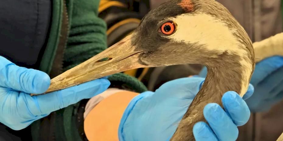 Sakarya'da bulunan yaralı turna, Kocaeli'de yaşama tutundu