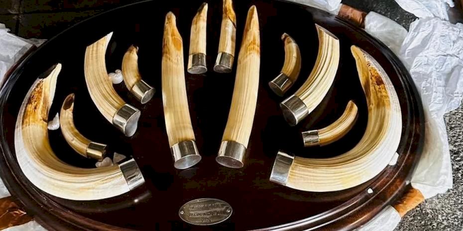 Trabzon'da yaban hayatı kaçakçılığı... 19 kargo ele geçirildi!