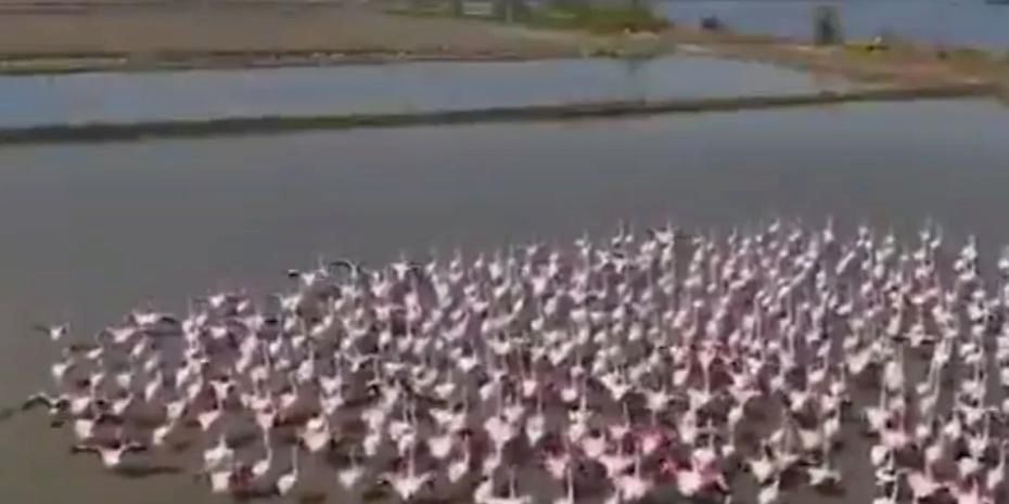 Aydın Söke’de flamingolar ve yaban kuşları için doğaya yardım