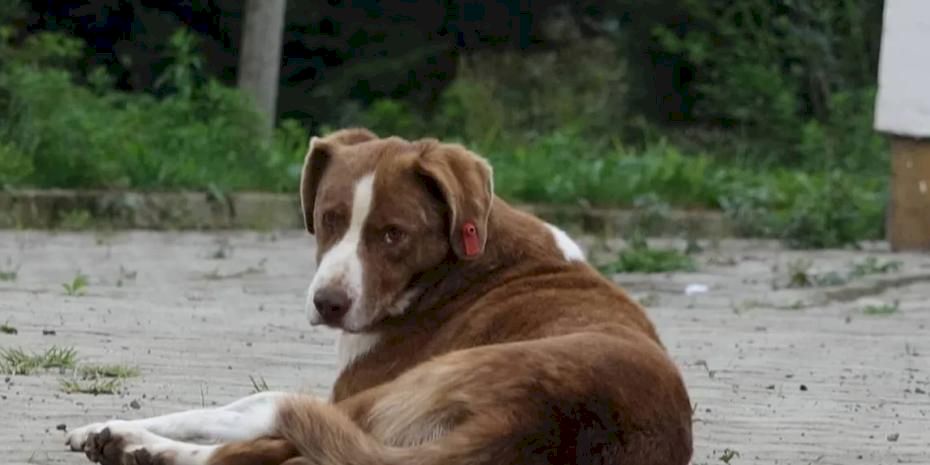 İstanbul Valiliği'nden belediyelere 'sokak köpeği' talimatı