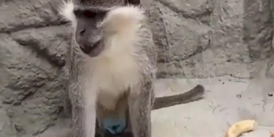 Denizli’de fırtınadan kaçan maymun yeniden korumaya alındı