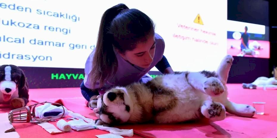 Başkent’te sokak hayvanlarına kapsamlı destek