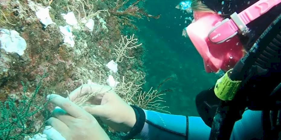 Marmara’da mercan seferberliği! Hasarlı resifler yeniden canlanacak