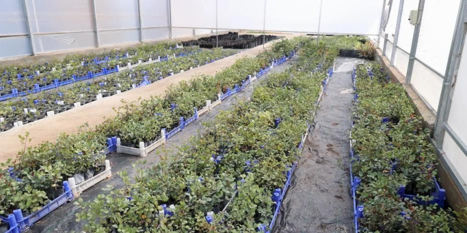 Antalya'da keçiboynuzu üreticisine fidan desteği