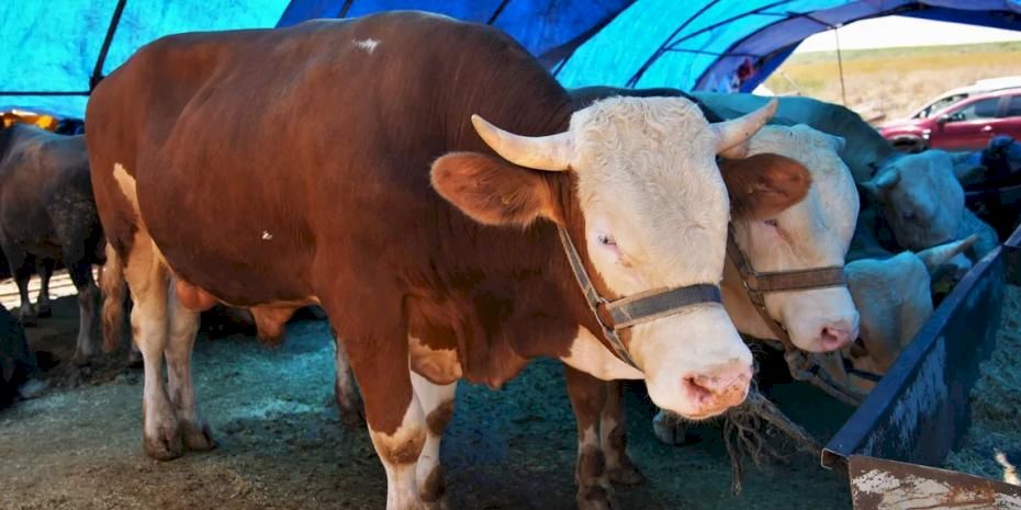 Ankara Keçiören’de kurban satış alanı başvuruları başlıyor